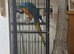 Blue and gold macaw