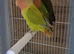 Love birds