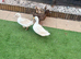 2 cherry valley and 2 khaki ducks