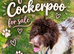 Cockapoo