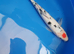 koi carp from &pound;5to &pound;65
