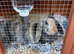 Dwarf plush lop
