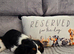 KC CAVALIER KING CHARLES TRI GIRL AVAILABLE