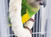 Baby Senegal with new cage