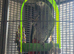 10years old african grey