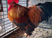 Rooster