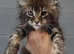 XL black,black smoke,tabby maine coon kittens