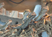 German giant bearded dragons