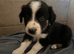 Border collie pups