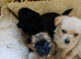 Yorkshire Terrier cross Chuichua