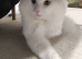 Beautiful white cat for sale