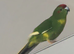 Male kakariki parrots