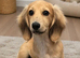 REHOME cream longhaired miniature dachshund puppy