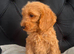 Cockerpoo Puppies