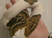 pastel pied ph ultramel clown
