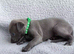 KC registered- True to type whippets
