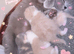 GCCF Stunning British Shorthair Kittens