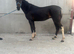 15,2 5 year old gelding