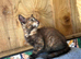 Tortoiseshell females looking for loving homes