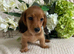 DNA TESTED LONG HAIRED DNA TESTED DACHSHUND
