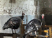 Trio of bronze turkeys