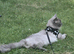 Missing male ragdoll (Tom)