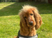 Show Type Spaniel