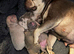 3 female french bulldogs puppies