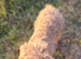 Labradoodle miniature red Gorgeous inside and out female