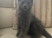 Adorable Grey Maine Coon x Ragdoll boy