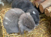 2 pure mini lop bucks READY NOW