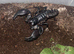 4 Scorpions Available