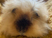 Baby Guinea Pigs in Camborne