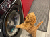F1b Cavapoo Puppies 1 Boy 2 Girls