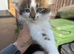 One tabby Girl kitten 9 weeks old