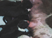 American Bulldog old tipe