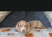 Dachshund Isabella dapple boy
