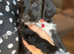 Cockapoo puppy’s