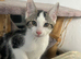 Kitten available