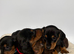 4 gorgeous miniature dachshund puppies