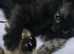 Melanistic Savannah kittens! £325