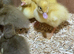 Beautiful Ducklings available