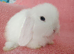 Selection of mini lop babies available