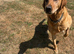Kc fox red labrador retriever