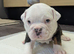 Old English Bulldog puppies