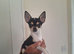 Chihuahua Girl puppy