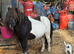Fully Registered Miniature Shetland