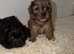 Shihpoo puppies