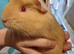 Guinea pigs available