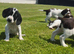 Cocker spaniel X Springer spaniel pups
